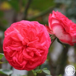 Antique 15 Antique -Heirloom Roses antique 8