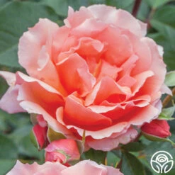 Apricot Candy™ 18 Apricot Candy™ -Heirloom Roses apricot candy 2