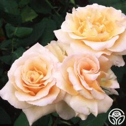 Apricot Nectar™ -Heirloom Roses apricot nectar 1 1 1