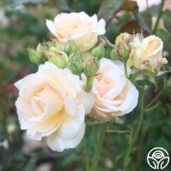 Apricot Nectar™ -Heirloom Roses apricot nectar 2 2