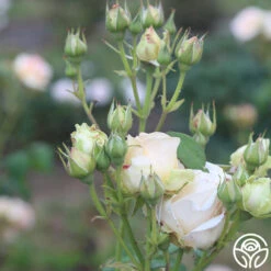 Apricot Nectar™ -Heirloom Roses apricot nectar 3 2