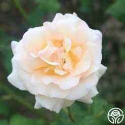 Apricot Nectar™ -Heirloom Roses apricot nectar 4