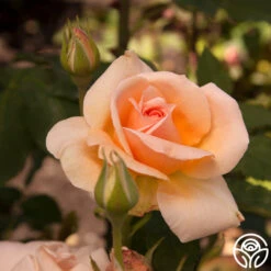 Apricot Nectar™ -Heirloom Roses apricot nectar 5