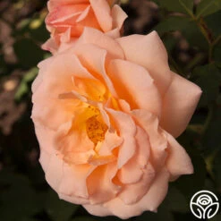 Apricot Nectar™ -Heirloom Roses apricot nectar 6