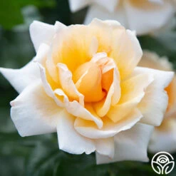 Apricots N' Cream™ -Heirloom Roses apricots n cream 2