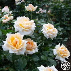 Apricots N' Cream™ -Heirloom Roses apricots n cream 4