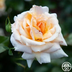 Apricots N' Cream™ -Heirloom Roses apricots n cream 5