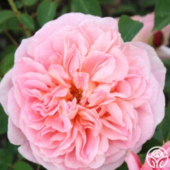 April Love™ -Heirloom Roses april love 1 1