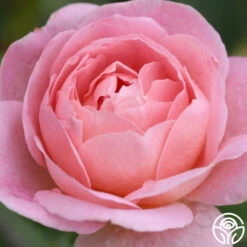 April Love™ -Heirloom Roses april love 2