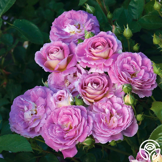 Arctic Blue™ 3 Arctic Blue™