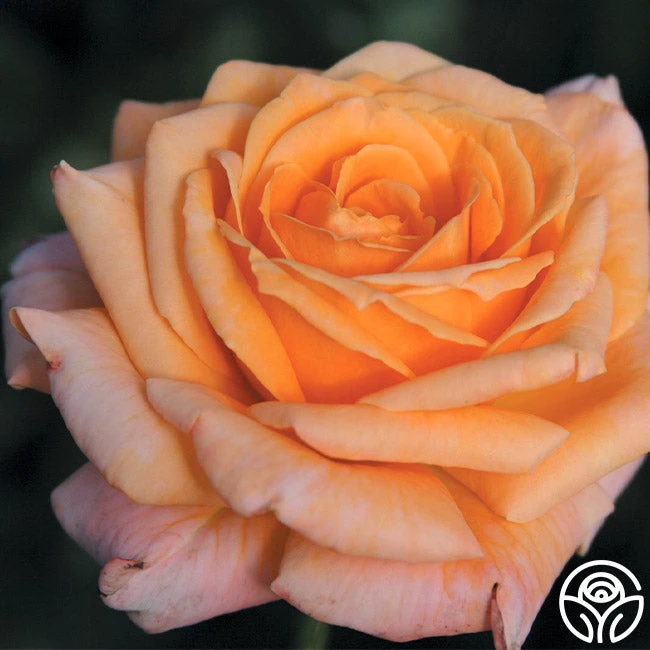 Arizona 4 Arizona - Image 2