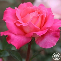 Audrey Wilcox® -Heirloom Roses audrey wilcox 2