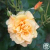 Autumn Sunset® -Heirloom Roses autumn sunset 11