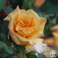 Autumn Sunset® 11 Autumn Sunset® -Heirloom Roses autumn sunset 15