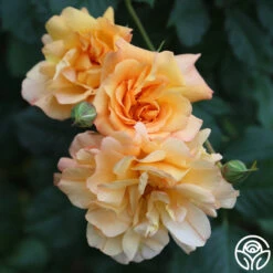 Autumn Sunset® 9 Autumn Sunset® -Heirloom Roses autumn sunset 17