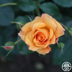 Autumn Sunset® 10 Autumn Sunset® -Heirloom Roses autumn sunset 18