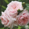 Awakening™ -Heirloom Roses awakening 1 1 1