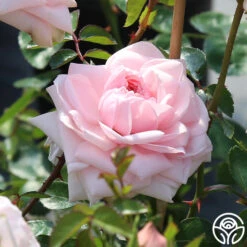 Awakening™ -Heirloom Roses awakening 2 5