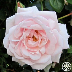 Awakening™ -Heirloom Roses awakening 4