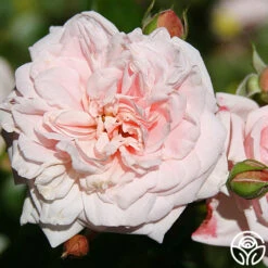 Awakening™ -Heirloom Roses awakening 6 1