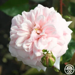 Awakening™ -Heirloom Roses awakening 7 1