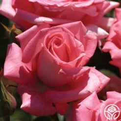 Awareness -Heirloom Roses awareness 4 1