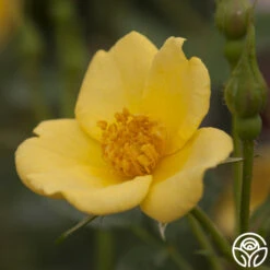 Baby Love® 7 Baby Love® -Heirloom Roses baby love 3 1