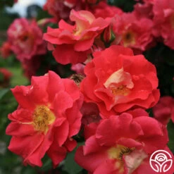 Bajazzo® -Heirloom Roses bajazzo logo 02