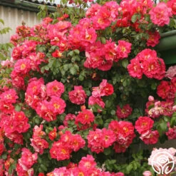 Bajazzo® -Heirloom Roses bajazzo logo 04