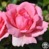 Bantry BayĀ® 1 Bantry BayĀ® -Heirloom Roses bantry bay logo 01
