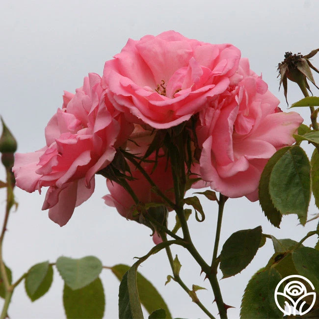 Bantry Bay® 4 Bantry Bay® - Image 2