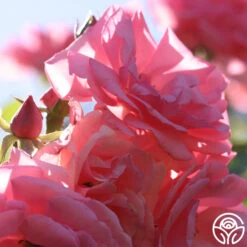 Bantry Bay® 8 Bantry Bay® -Heirloom Roses bantry bay logo 03