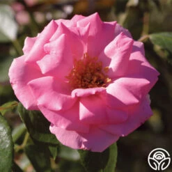 Bantry Bay® 9 Bantry Bay® -Heirloom Roses bantry bay logo 04