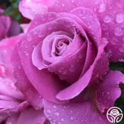 Barbra Streisand 11 Barbra Streisand -Heirloom Roses barbra streisand 2 8