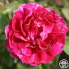Baron Girod De L'Ain -Heirloom Roses baron girod de lain