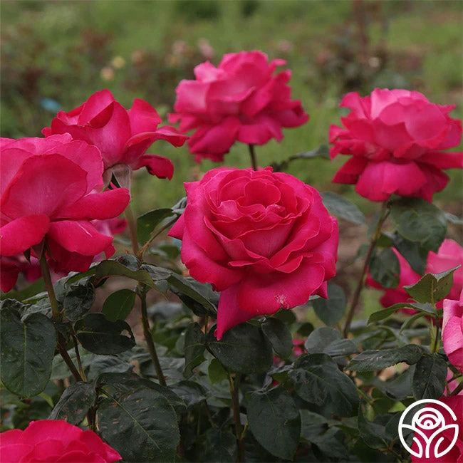 Baronne E. De Rothschild® 4 Baronne E. De Rothschild® - Image 2