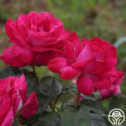 Baronne E. De Rothschild® 8 Baronne E. De Rothschild® -Heirloom Roses baronne e. de rothschild 3