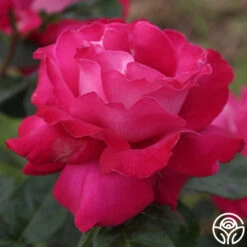 Baronne E. De Rothschild® 9 Baronne E. De Rothschild® -Heirloom Roses baronne e. de rothschild 5