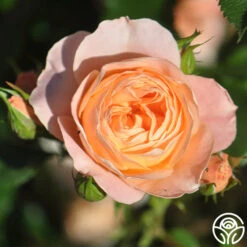 Beautiful Dreamer™ -Heirloom Roses beautiful dreamer 12