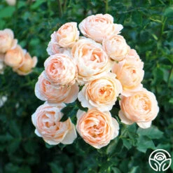 Beautiful Dreamer™ -Heirloom Roses beautiful dreamer 1 1