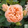 Beautiful Dreamer™ 1 Beautiful Dreamer™ -Heirloom Roses beautiful dreamer 2 1