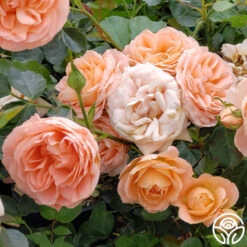 Beautiful Dreamer™ -Heirloom Roses beautiful dreamer 4