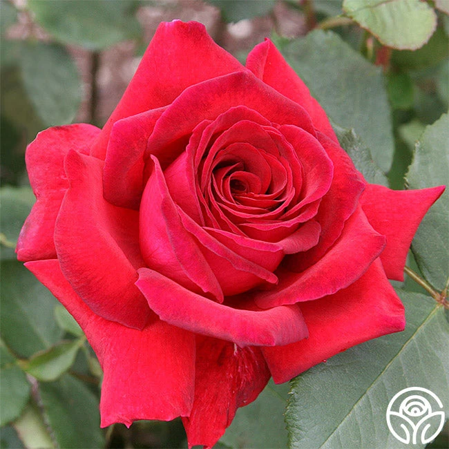 Because She Served® 5 Because She Served® - Image 3