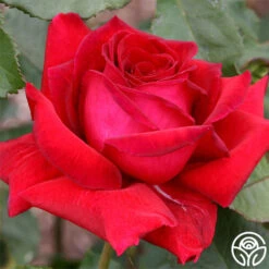 Because She Served® 16 Because She Served® -Heirloom Roses because she served 2 3