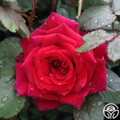 Because She Served® 13 Because She Served® -Heirloom Roses because she served 4 2