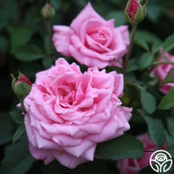 Heirloom Roses -Heirloom Roses belinda s dream 11