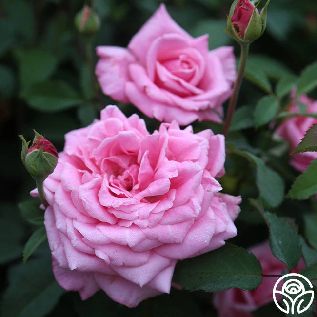 Belinda's Dream 4 Belinda's Dream - Image 2