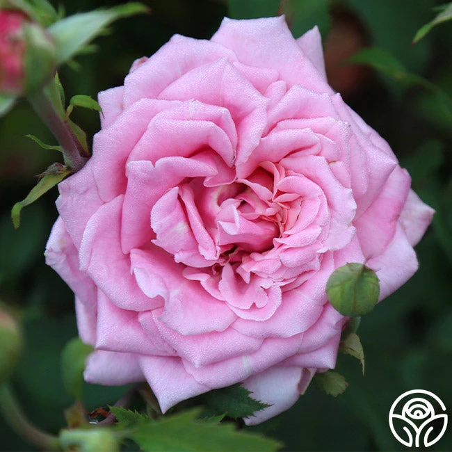 Belinda's Dream 3 Belinda's Dream