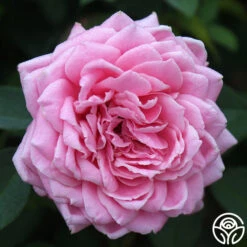 Belinda's Dream 9 Belinda's Dream -Heirloom Roses belinda s dream 13