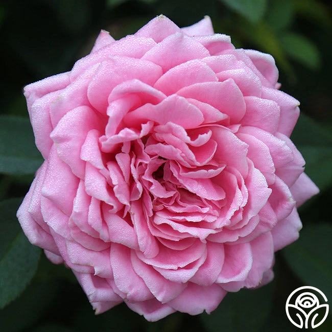 Belinda's Dream 6 Belinda's Dream - Image 4